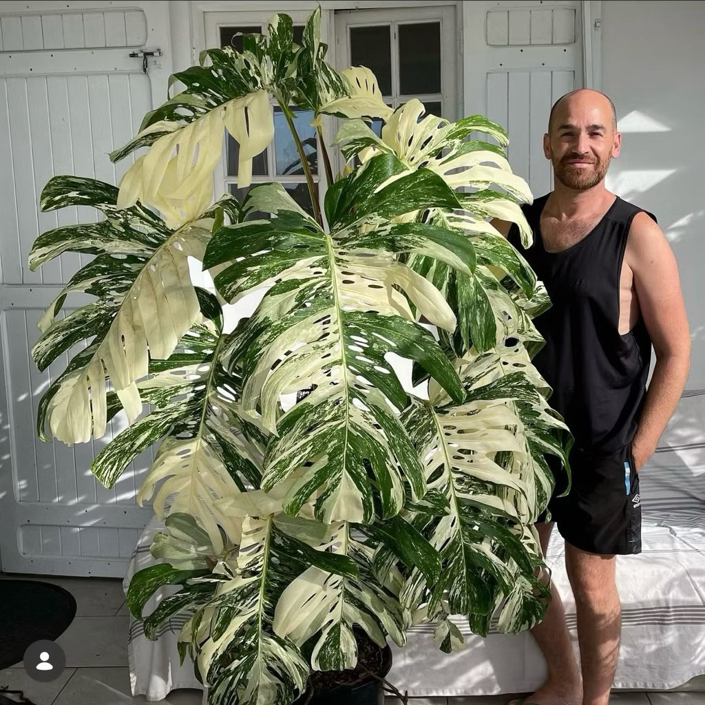 มอนสเตอร่าอัลโบ้ด่าง Monstera borsigiana albo variegated