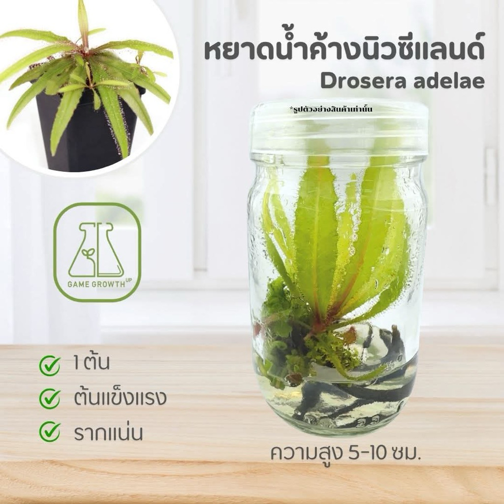 Drosera adelae หยาดน้ำค้างนิวซีแลนด์