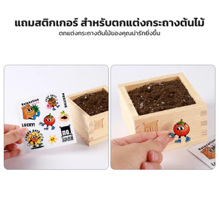 LOFTHOME กระถางต้นไม้ พร้อมเมล็ดพันธุ์ ขนาดเล็ก มะเขือเทศ ทานตะวัน ปลูกได้ภายในบ้าน หรือออฟฟิศ