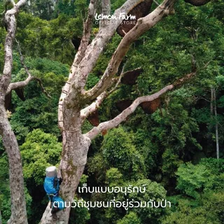 น้ำผึ้งป่าเดือนห้า Premium Wild Honey Lemon Farm น้ำผึ้งจากธรรมชาติ