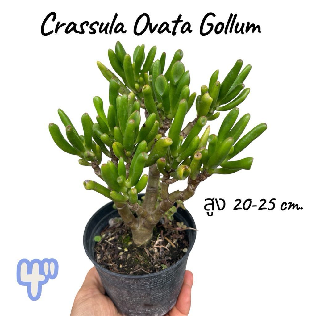 Crassula Ovata Gollum ต้นหูเชร็ค คลาสซูล่าใบหลอด ไม้สูง 20-25 cm. กระถาง 4 นิ้ว