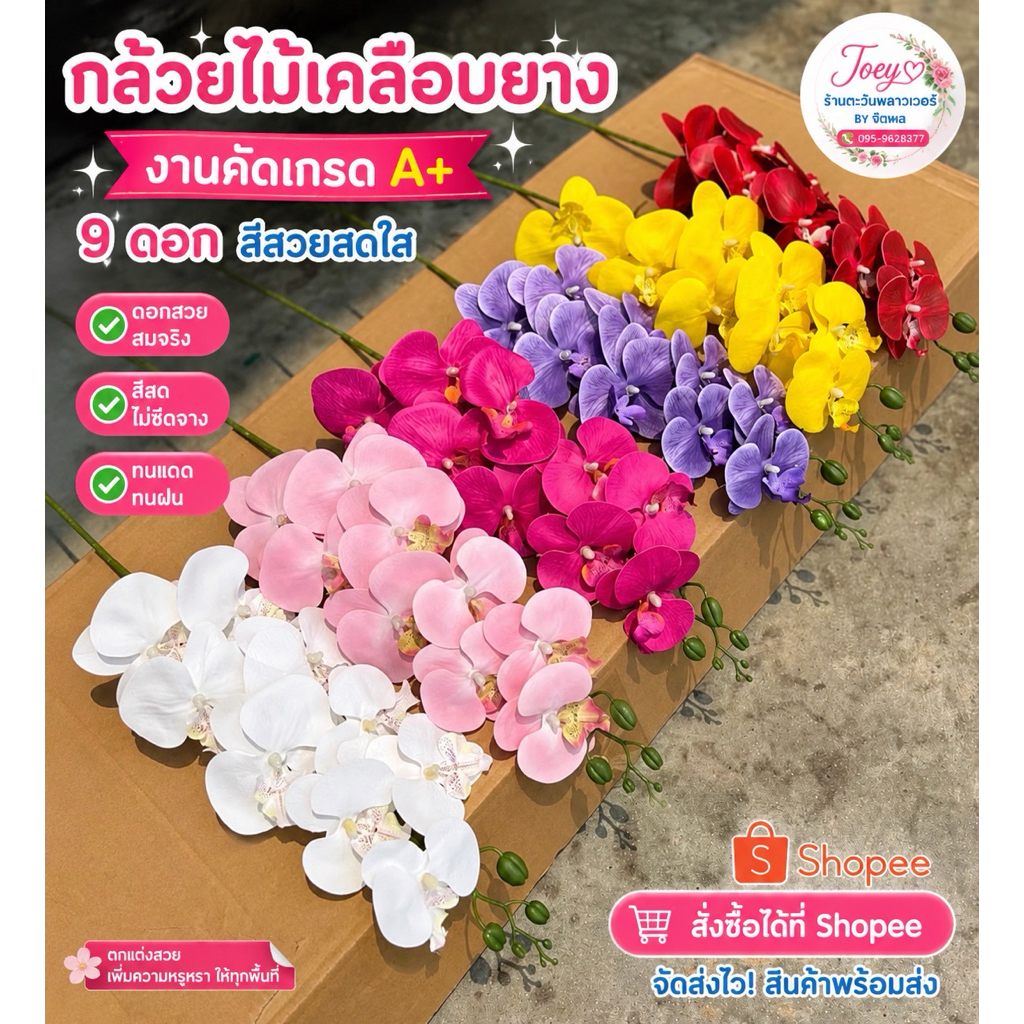 กล้วยไม้บิ๊กฟาเเลนด์ งานใหม่‼️สีสดใสสมจริง!