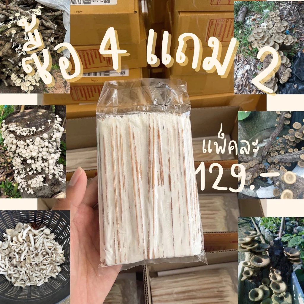 เชื้อเห็ดขอนขาว เชื้อเห็ดบด ลมป่า กระด้าง 1ห่อ 100แท่ง+คู่มือการเพาะ📑