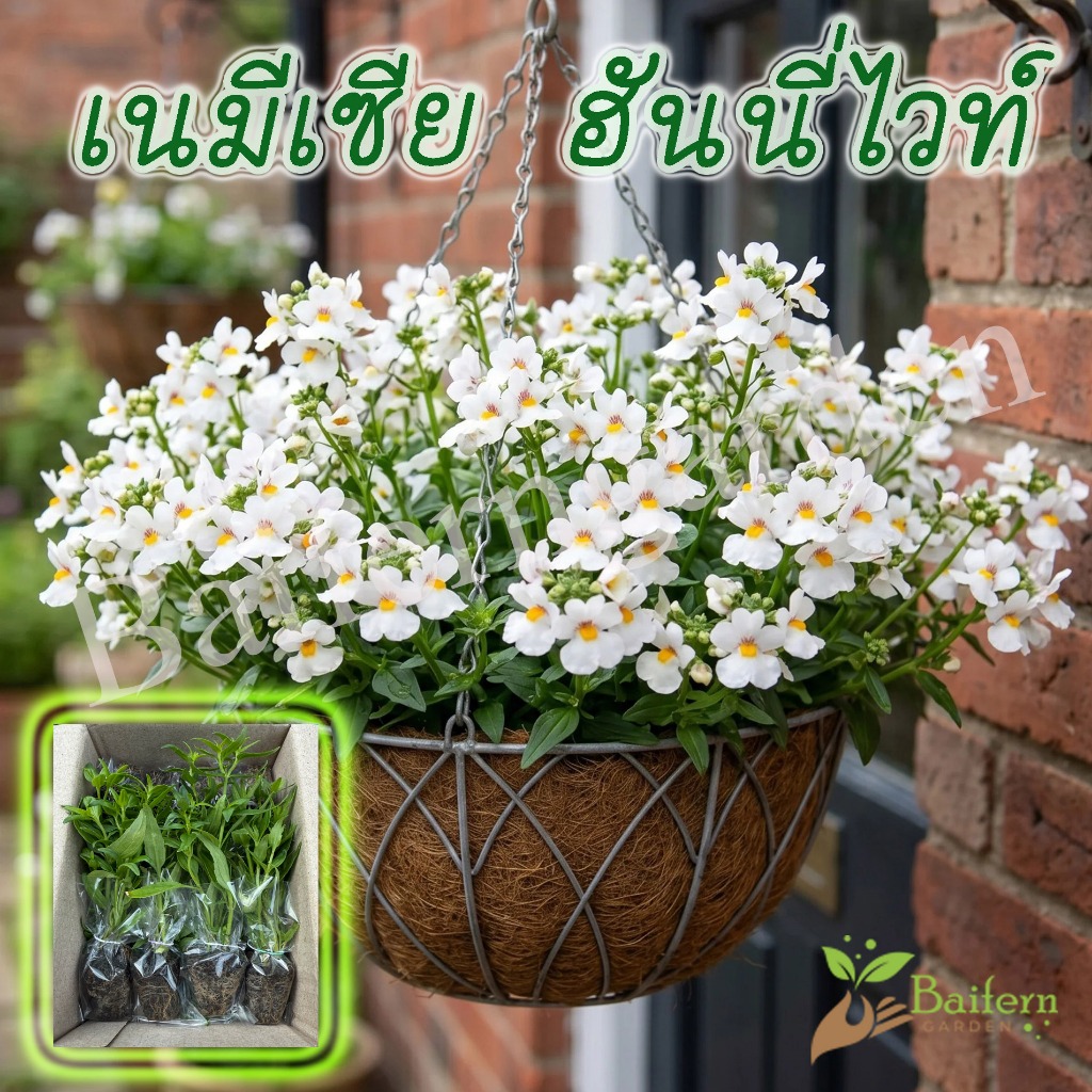 ต้นกล้าดอกเนมีเซีย ฮันนี่ไวท์ (Nemesia 'Honey White') ดอกไม้กินได้ สวยงามเลี้ยงง่าย พร้อมปลูก