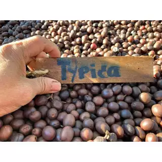 De Hmong Maneepruek Typica Natural เมล็ดกาแฟคั่วอ่อนเดอม้งมณีพฤกษ์ทิปปิก้า