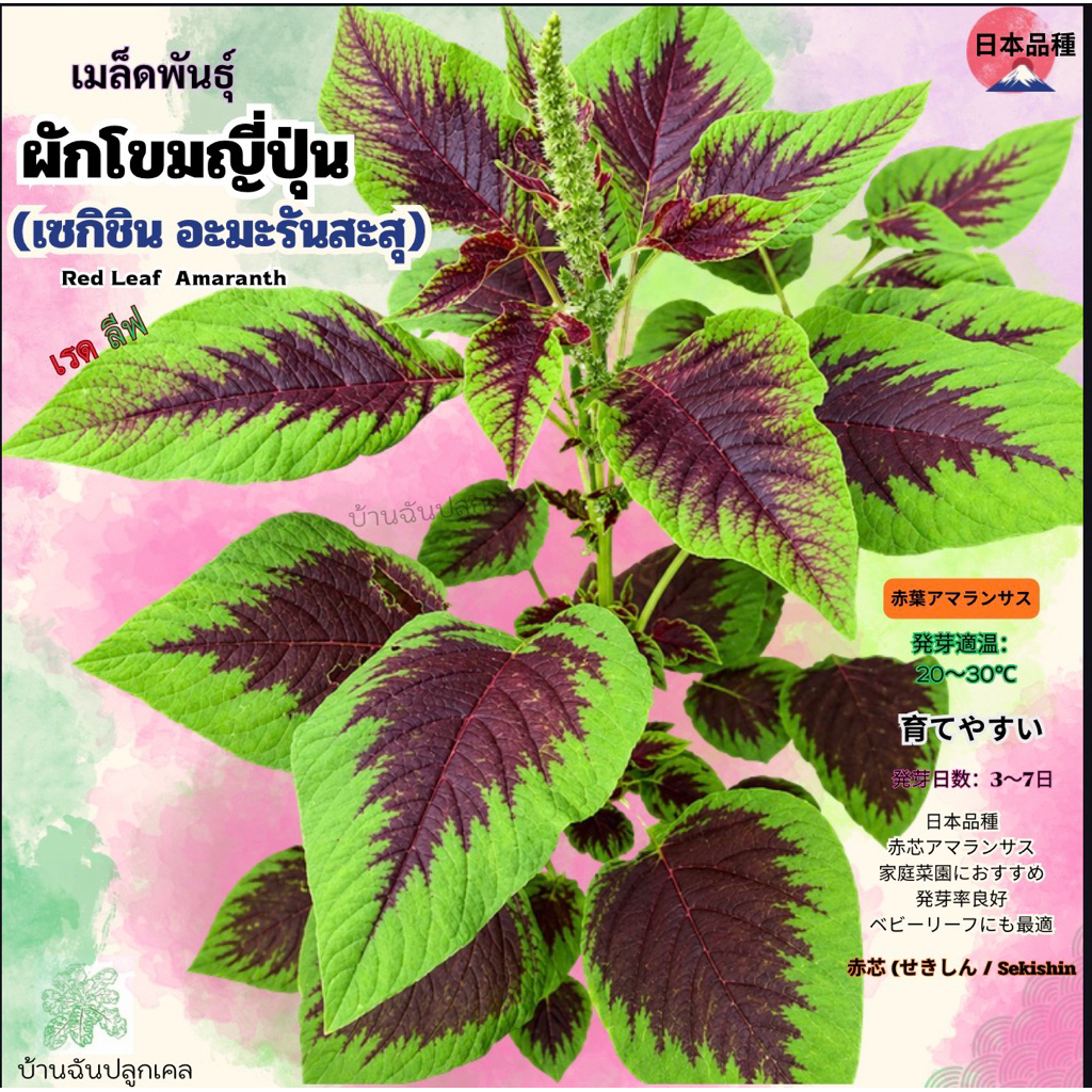 เมล็ดผักโขมญี่ปุ่น ใบเขียวกลางแดง Red Leaf Amaranth เซคิชิน อะมะรันสะสุ 1000 เมล็ด เมล็ดแท้นำเข้าอัตราการงอกสูง