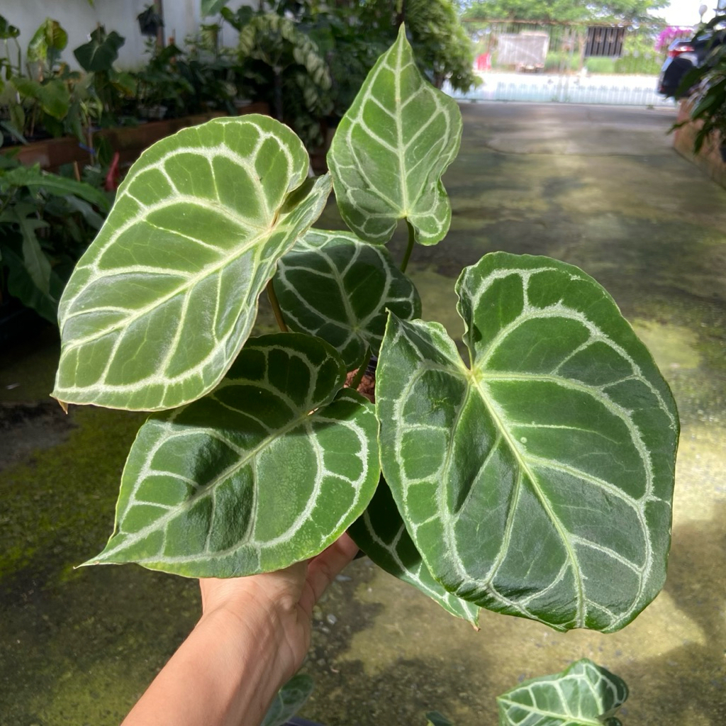 หน้าวัวใบไฮบริด Anthurium hybrid  ไม้เพาะจากเมล็ด No ID