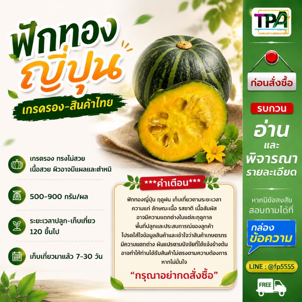 ฟักทองญี่ปุ่น (เบอร์รอง-01) 3, 5, 10 กก. 500-900 กรัม/ผล ผิวอาจมีตำหนิ แผล เนื้อสวย (สินค้าไทย)
