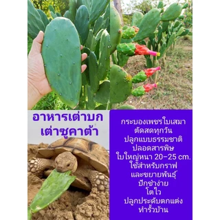 กระบองเพชรใบเสมา Opuntia cochenillifera มีแถม คัดใบหนาใหญ่ตัดสดป้ายน้ำยากันเชื้อรา โอพันเทียหูกระต่าย มิกกี้เม้า opuntia