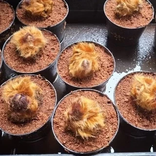 [พร้อมส่ง] ว่านลูกไก่ทอง ไม้มงคลเรียกทรัพย์ เสริมบารมี โชคลาภ ขนทองนุ่มฟู คละต้นสวย พร้อมกระถาง