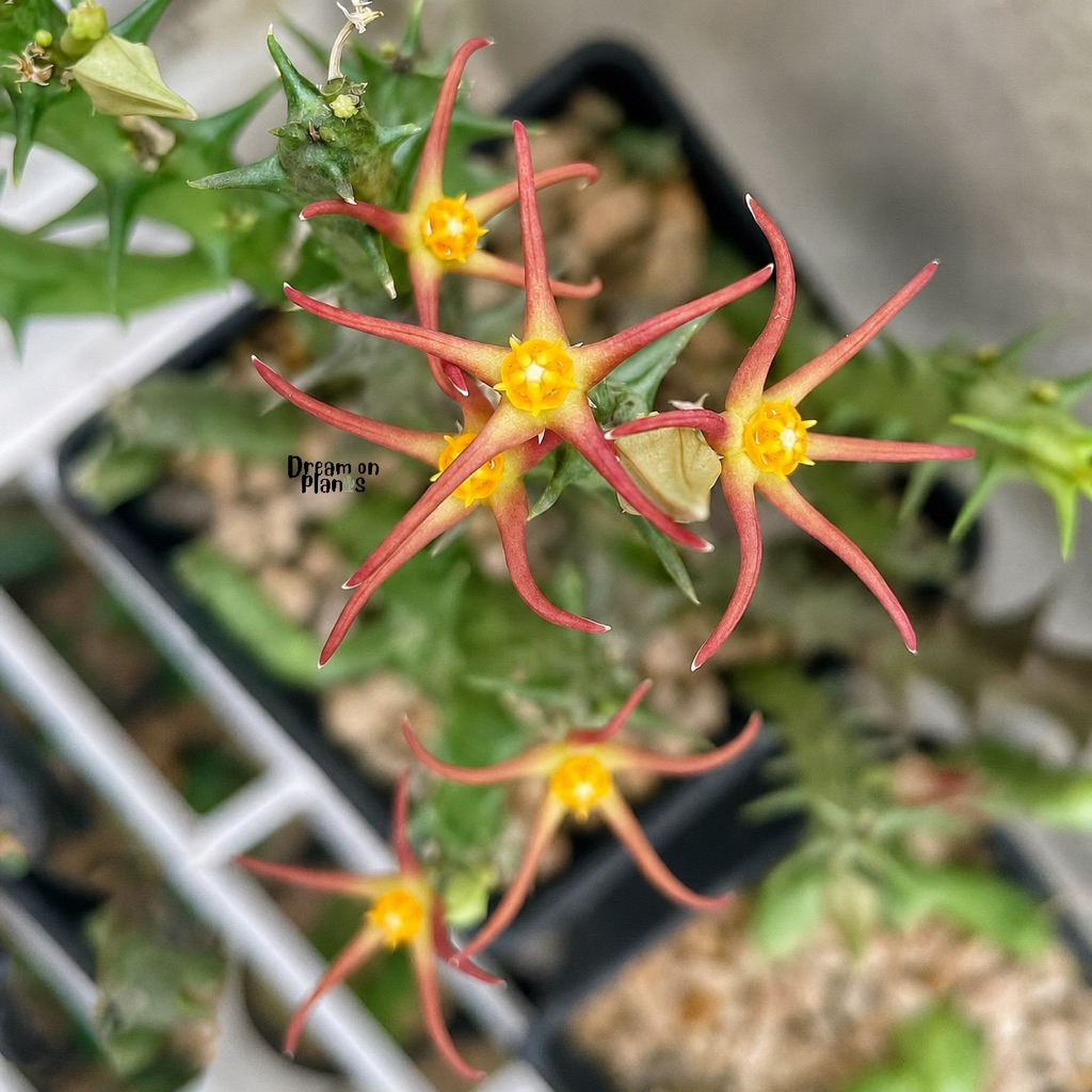 กิ่ง Orbea Laikipiensis