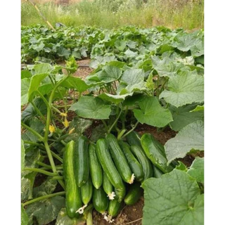 แตงกวาญี่ปุ่น 10 เมล็ด🥒 [10แถม2 คละได้]เมล็ดสมบูรณ์ อัตรางอกสูง