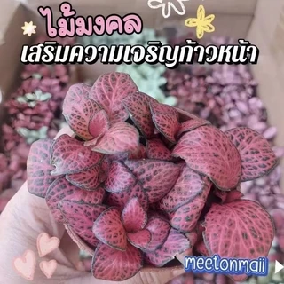 ต้นพรมออสเตรเลีย3นิ้ว ไม้มงคล ช่วยเสริมการเติบโตและพลังงานที่ดี