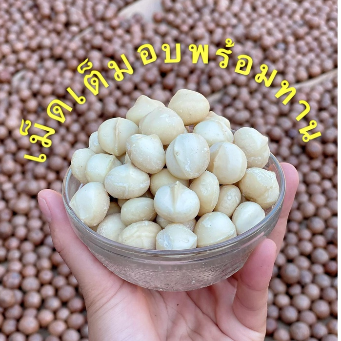 แมคคาเดเมียไทย (เม็ดเต็มA)อบ สด ใหม่ พร้อมทาน