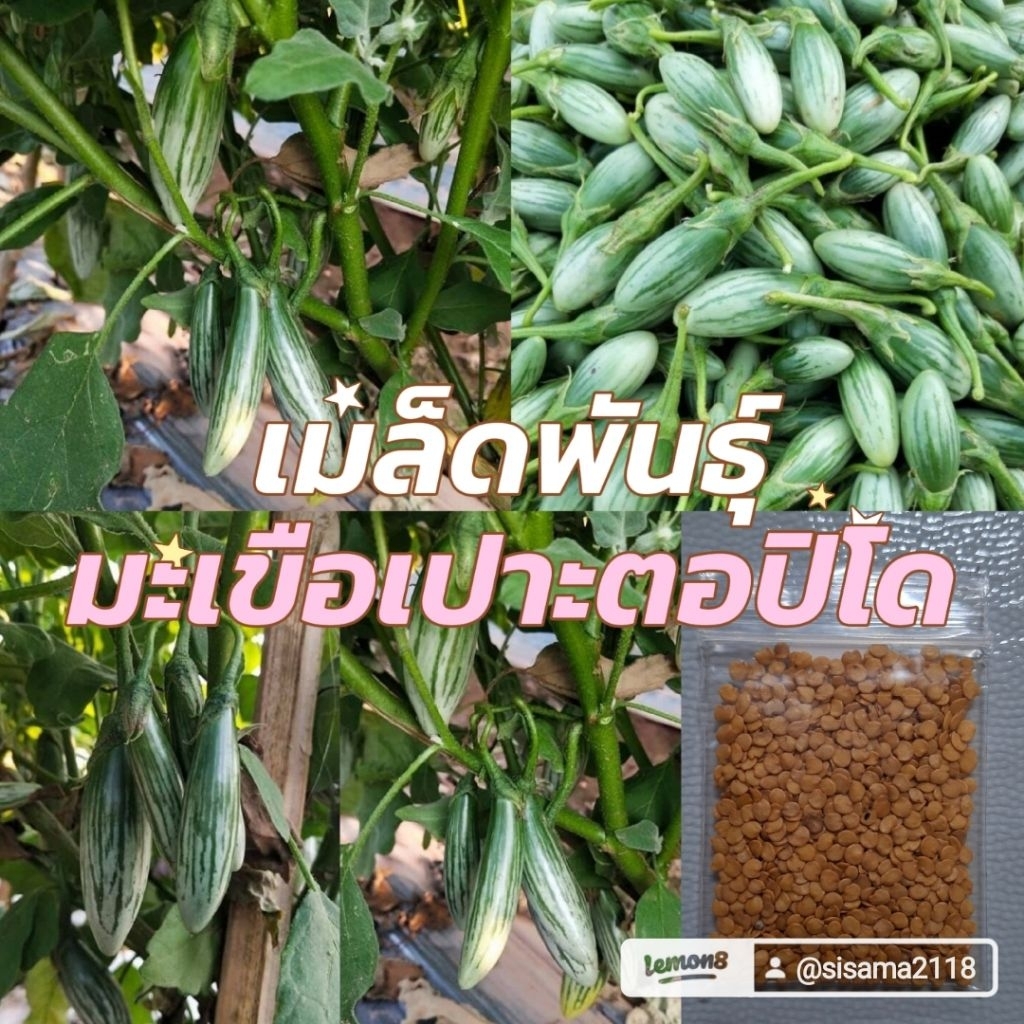 เมล็ดพันธุ์มะเขือเปาะตอปิโด ขนาด 300 เมล็ด 49 บาท ซื้อ2แถม1