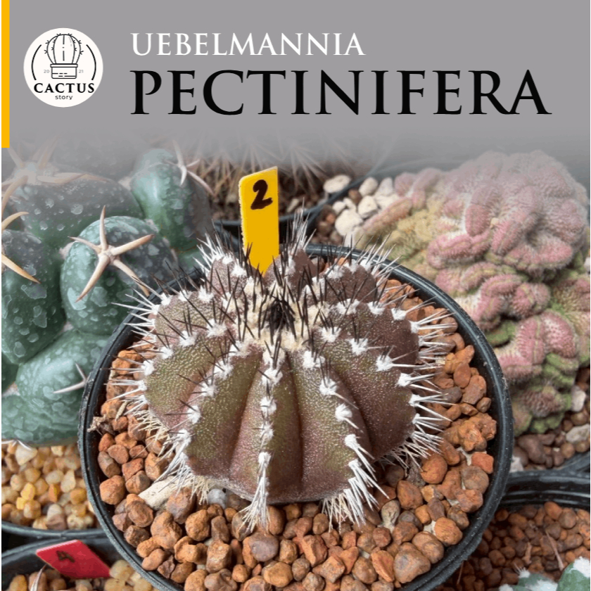 Uebelmannia pectinifera แผงคอม้าไม้เมล็ด กระถาง 2.5 นิ้ว