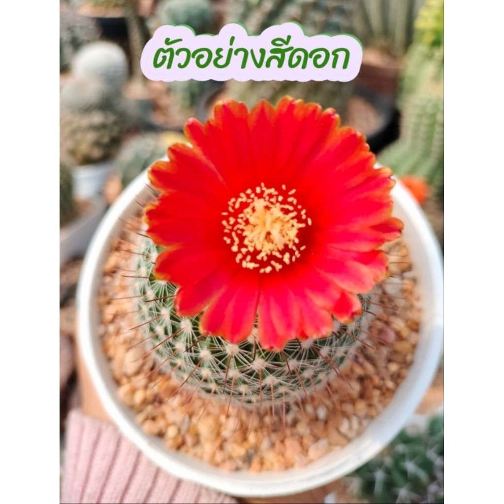 พาโรเดียดอกแดง Parodia sanguiniflora ไม้เพาะเมล็ดกระถาง 3 นิ้ว ขนาด 5-6 เซนติเมตร