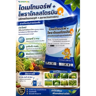 ยกลัง ไดเมโทมอร์ฟ + ไพราโคลสโตรบิน 12%+6.7%** ยกลัง 12 กิโลกรัม ขนาด 1 กิโลกรัม รักษาโรคฟิวซาเรียมในทุเรียน