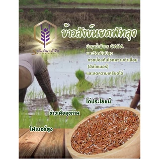 ข้าวสังข์หยด กระสอบ5กิโลกรัม ตราทรัพย์ธนา ข้าวใหม่ หอม