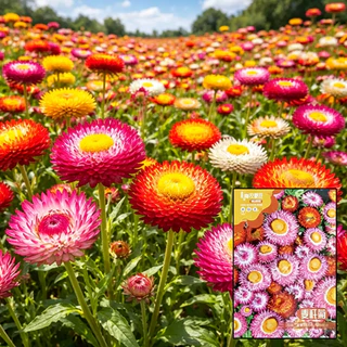 GEMI เมล็ดดอกกระดาษ 1000 เมล็ด Strawflower สีสด ปลูกง่าย ดอกแห้งไม่ร่วง เมล็ดพันธุ์ดอกกระดาษ