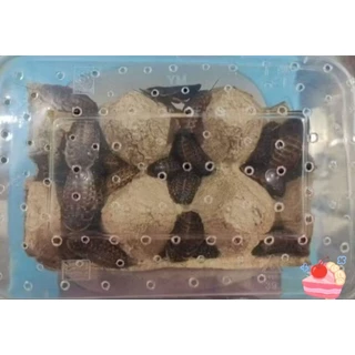 แมลงอาหารสัตว์ exotic pet