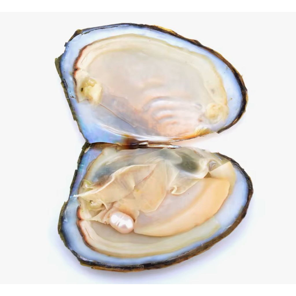 ไข่มุก มุกแท้ เครื่องประดับ มุก แกะมุกด้วยตัวเอง Pearlขนาด0.5-0.75 ซม.สีและรูปทรงตามธรรมชาติ
