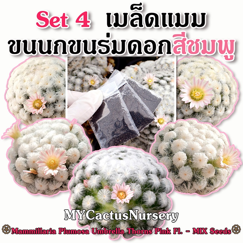 Set4 เมล็ดแมมขนนกขนร่ม ดอกชมพู Mammillaria Plumosa Pink Fl. Umbrella Thorns Seeds ขนนกขนร่มหุบ Enoki