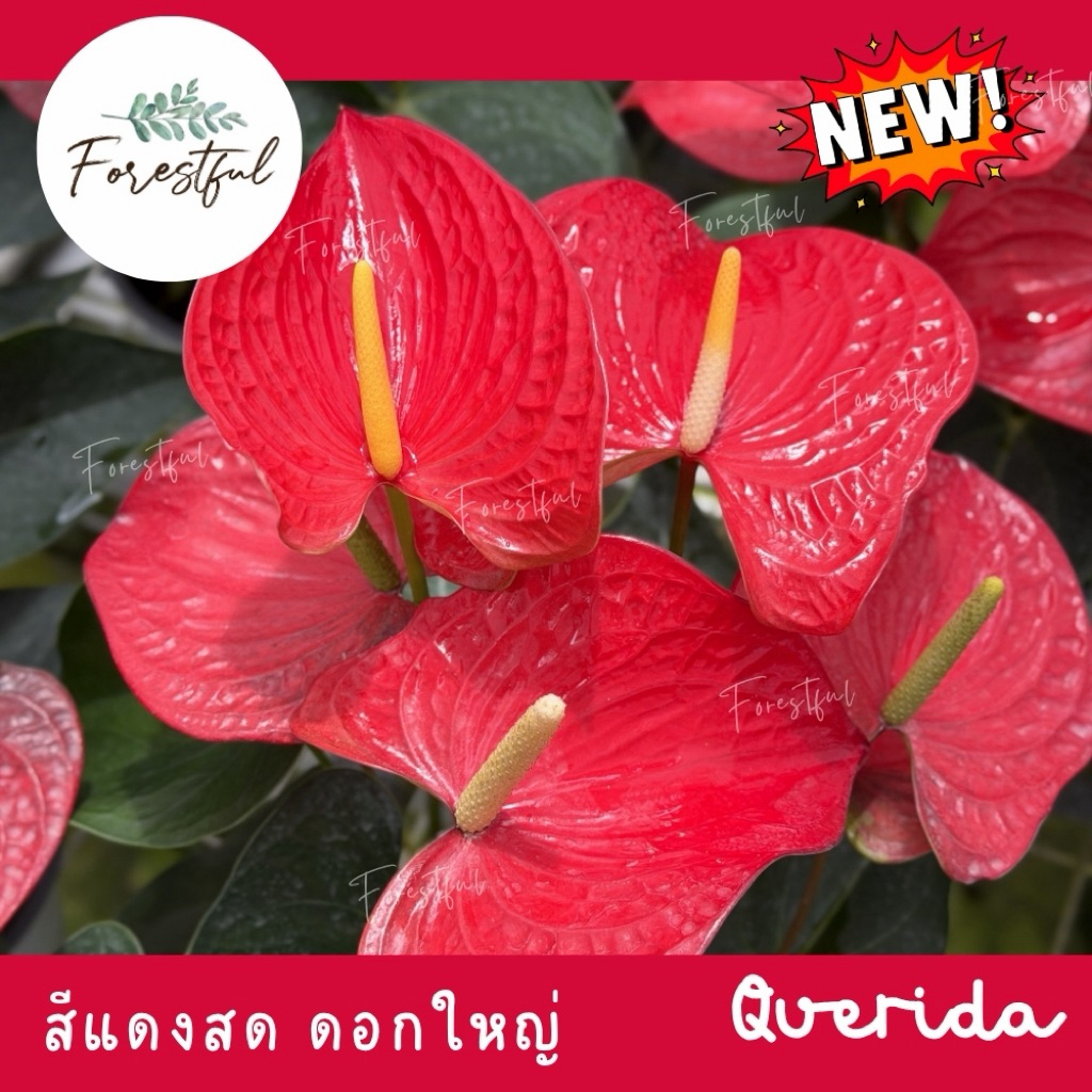 ใหม่ หน้าวัวสีแดงสดดอกใหญ่_Querida_ขนาดกระถาง7นิ้ว_สินค้ามีพร้อมส่งค่ะ