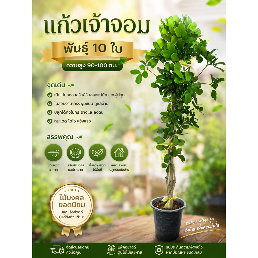 แก้วเจ้าจอม พันธุ์ 6+4 (10ใบ) สูงประมาณ 90-100 ซม.