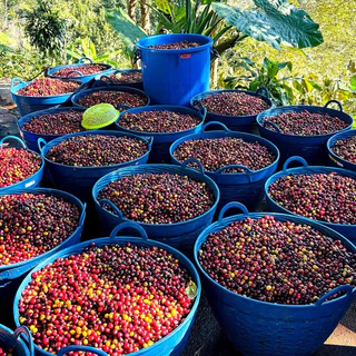 [ Strawberry Jam ] เมล็ดกาแฟคั่วอ่อน ปางขอน | Magpie Farm | Natural SCM | Omni Roast