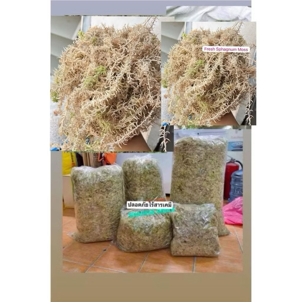 sphagnummossสดเกรดพรีเมี่ยม1kgสะอาดเก็บเศษใบไม้ออกให้แล้วเหมาะนำไปเพราะปลูก เลี้ยงสัตว์เช่นกบ หอย แมงมุม งูและอีกมากมาย