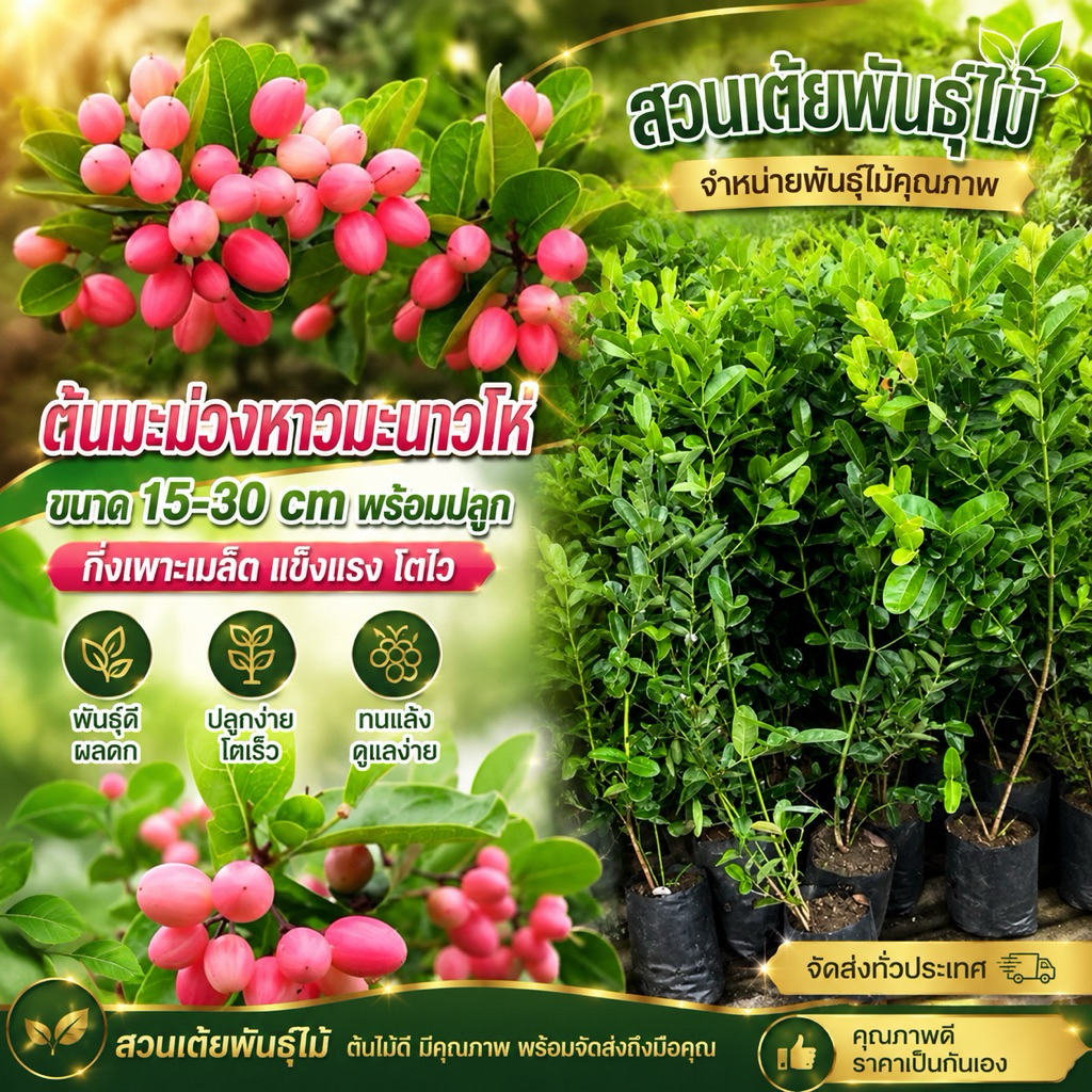 ต้นมะม่วงห่าวมะนาวโห่ (ขนาด15-30cm)พร้อมปลูก ประโยชน์มากมาย🌱 ผลสามารถนำไปเเช่อิ่มได้