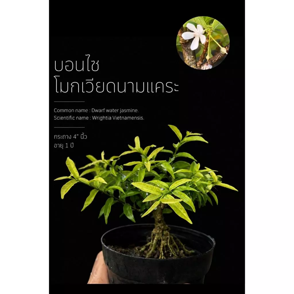 โมกเวียดนาม 🌸(Wrightia Vietnamensis)บอนไซจิ๋ว บอนไซแคระ ไม้ทำบอนไซกระถาง 3” mamebonsai