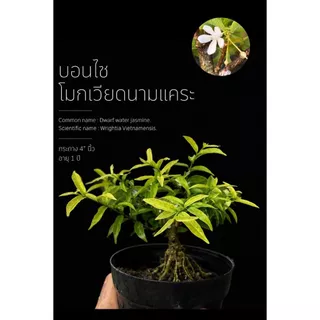 โมกเวียดนาม 🌸(Wrightia Vietnamensis)บอนไซจิ๋ว บอนไซแคระ ไม้ทำบอนไซกระถาง 3” mamebonsai