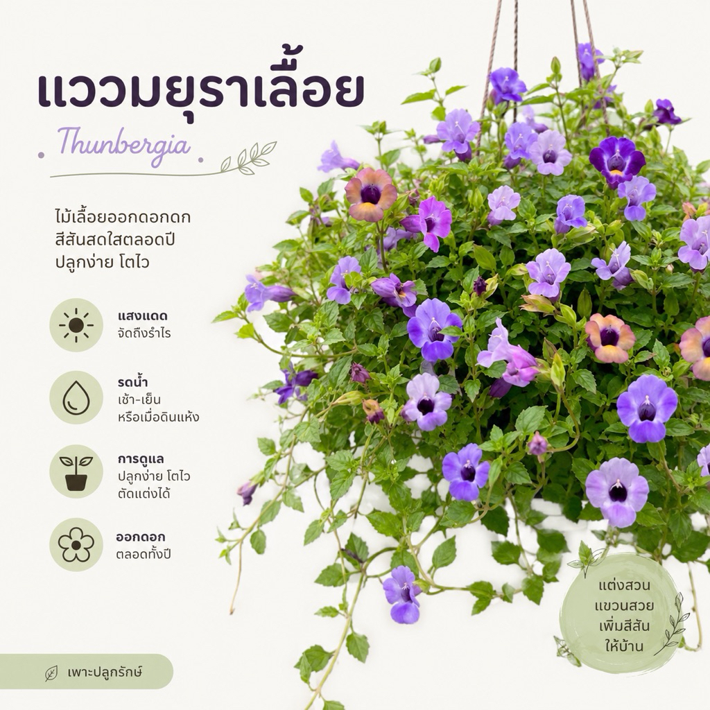 ต้นแววมยุราเลื้อย คละสี แววมยุราญี่ปุ่น #ไม้ดอกทานได้ แววมยุราเลื้อยญี่ปุ่น (Torenia ‘Summer wave’)