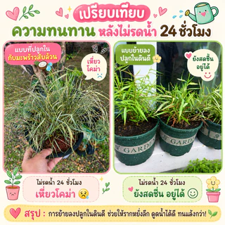 ต้นไผ่แมว กระถางGarden 6"มีจานรอง ปลูกให้แล้วในดินและปุ๋ยอินทรีย์ ไร้โลหะหนัก ไผ่เงิน หญ้าแมว