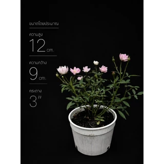 กุหลาบแคระญี่ปุ่น โฮโฮอิเมะ กุหลาบแฟรี่ กระถาง 3"นิ้ว mini fairy rose / hohoemi rose