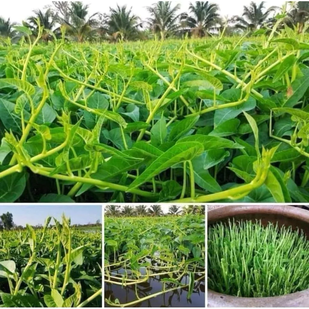 เมล็ดพันธุ์ผักบุ้งแก้ว 50 เมล็ดราคา 6 บาทซื้อ2แถม1