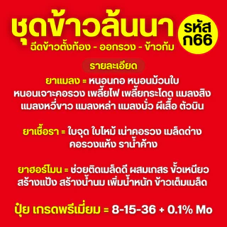 (ก66) ชุดข้าวล้นนา : ยาฉีดช่วงข้าวตั้งท้อง และออกรวง : 1 ชุดฉีดได้ 10 ไร่