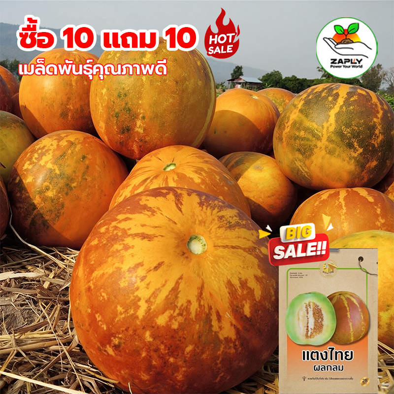 【ซื้อ 10 แถม 10 ฟร】แตงไทยกลม ถูกที่สุด 10บ เมล็ดพันธุ์แตงไทยกลม 50 เมล็ด ปลูกง่าย ขึ้นไว หอม หวาน อร่อย
