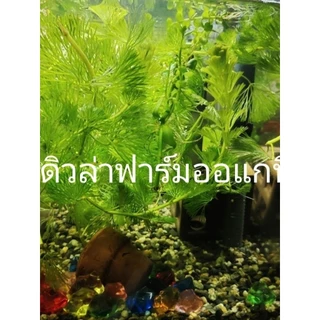 สาหร่ายหางกระรอกฉัตรฟาร์มออแกนิค ต้นยาวแข็งแรง