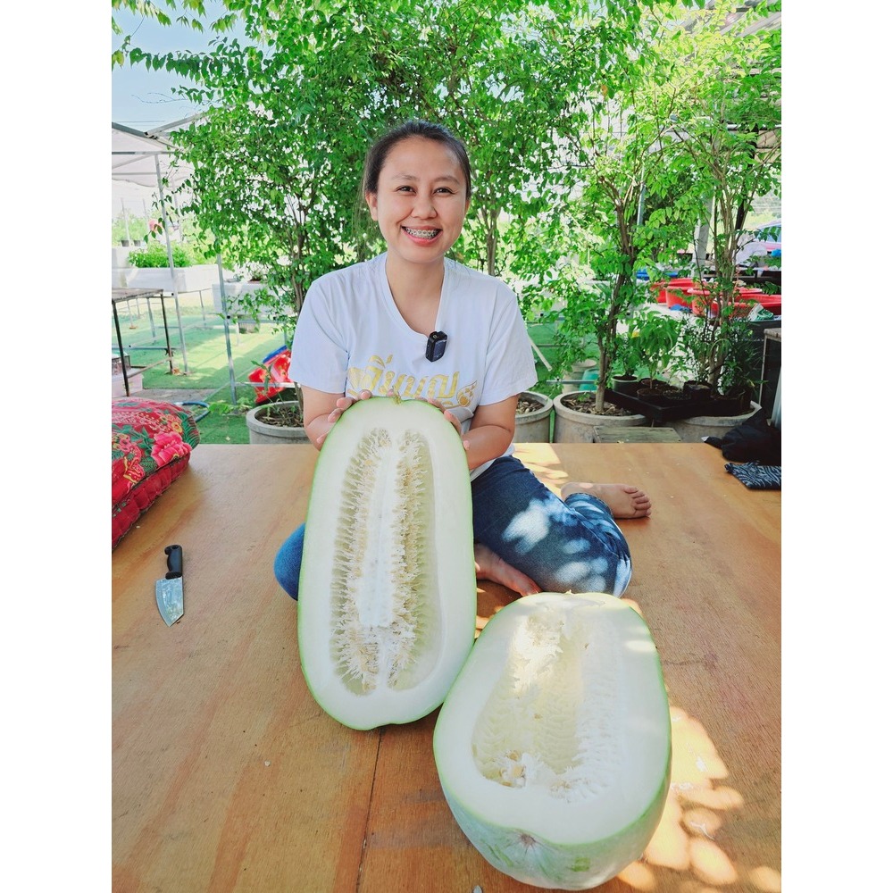เมล็ดฟักเขียวโบราณ 25 เมล็ด คัดคุณภาพ เมล็ดใหม่ อัตราการงอกสูง ปลูกง่าย ผลใหญ่ เนื้อแน่น