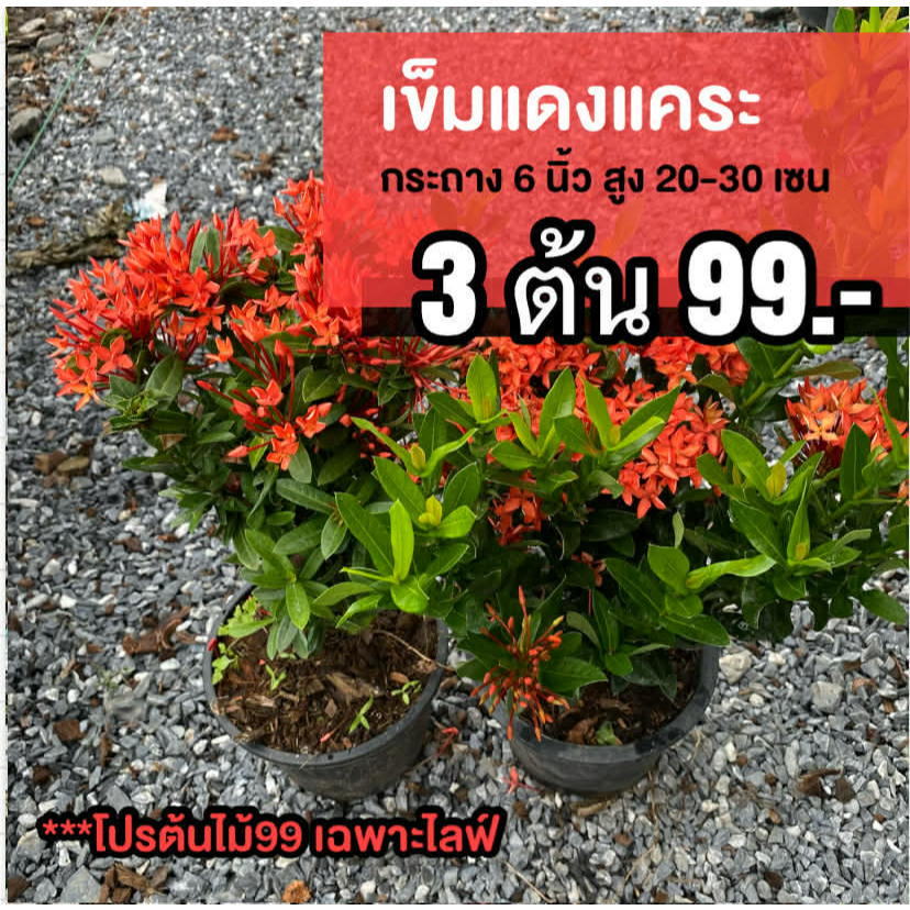 ต้นเข็มแดงแคระ (ชุด3 ต้น) ความสูง 20-30 เซนติเมตร กระถาง 6 นิ้ว