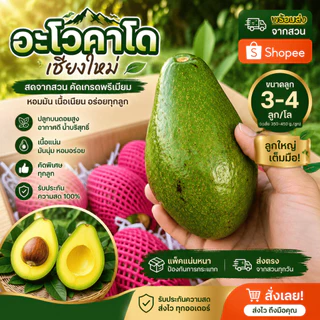 AVO DOI อโวคาโดสดจำนวน 1 กิโลกรัม ขนาด 3-4 ลูก จากเชียงใหม่