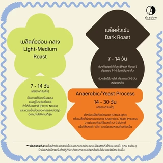 Catberry Blend ( Ethiopia , Myanmar , Thai ) เมล็ดกาแฟคั่วอ่อน / 200g 1kg Shadow coffee roasters