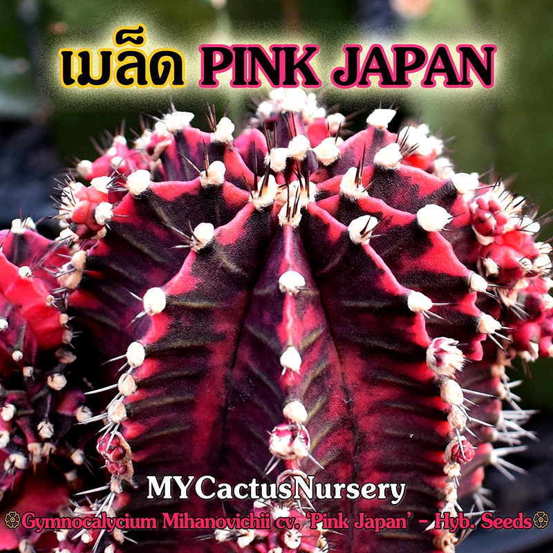 เมล็ดยิมโนพิงค์เจแปน Gymnocalycium Pink Japan Seeds เมล็ดยิมโนด่าง เมล็ด Gymno