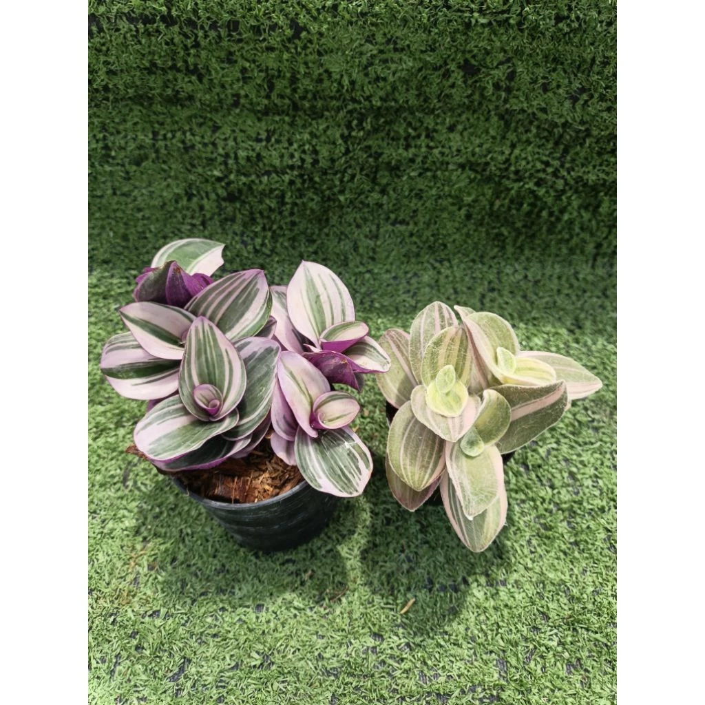 ต้นสายใยรักด่างชมพูและต้นสายใยรักด่างขาว [ Tradescantia Nanouk และ Sillamontana Variegated ] ในกระถาง3"และ2"r