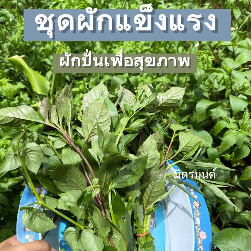 มิตรมนต์ | ชุดผักแข็งแรง🥬 สำหรับปั่นเพื่อสุขภาพ จะทานสด หรือจะทำน้ำผักปั่นก็ได้ สด สะอาด ปลอดสาร อ่านรายละเอียดก่อนสั่ง