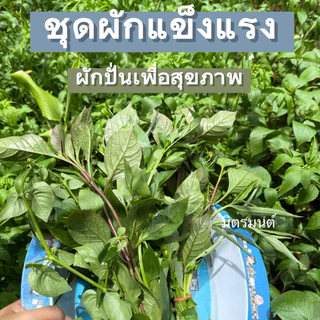 มิตรมนต์ | ชุดผักแข็งแรง🥬 สำหรับปั่นเพื่อสุขภาพ จะทานสด หรือจะทำน้ำผักปั่นก็ได้ สด สะอาด ปลอดสาร อ่านรายละเอียดก่อนสั่ง