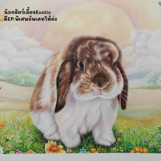 คอร์สออนไลน์วาดสัตว์เลี้ยงเหมือนจริงเทคนิคสีไม้